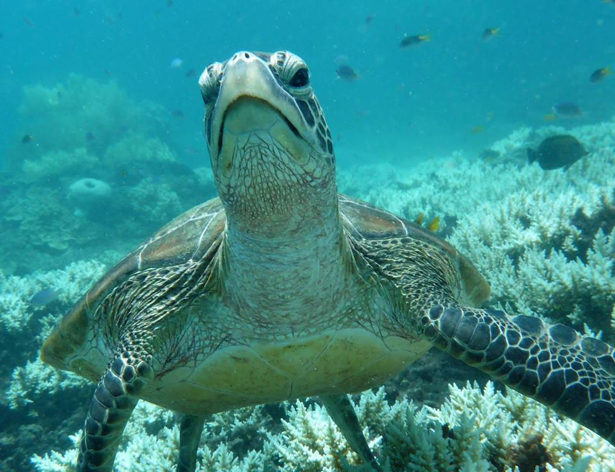 Rainforest & Reef 2 Day Package