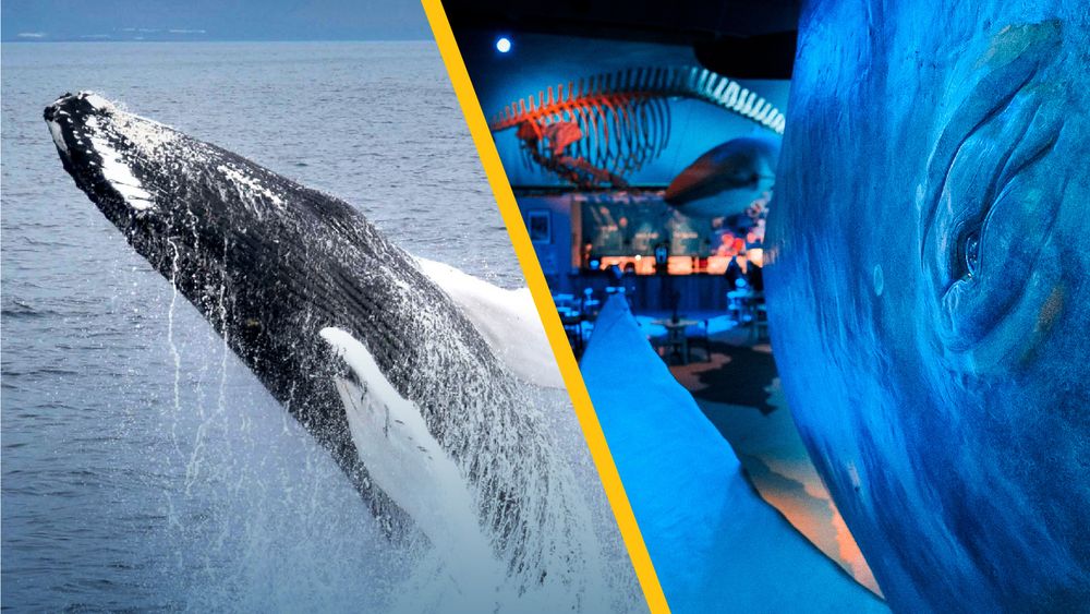 Whale Watching & Whales of Iceland Museum