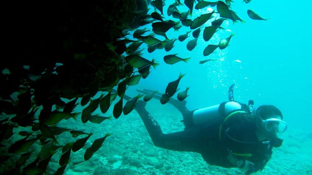 Scuba Dive Ningaloo Reef