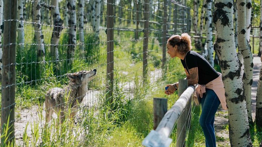 Wolf Sanctuary Walk Ticket in Canada