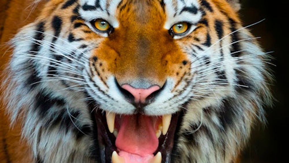 Terra Natura Benidorm: Skip The Line Ticket