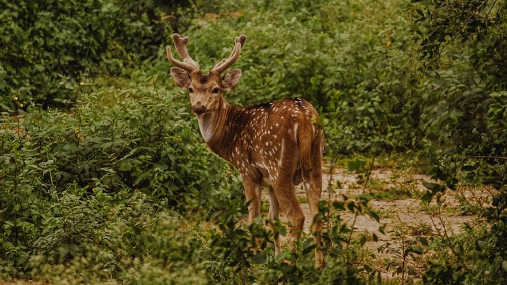 Bharatpur Bird Watching and Wildlife Tour from Delhi