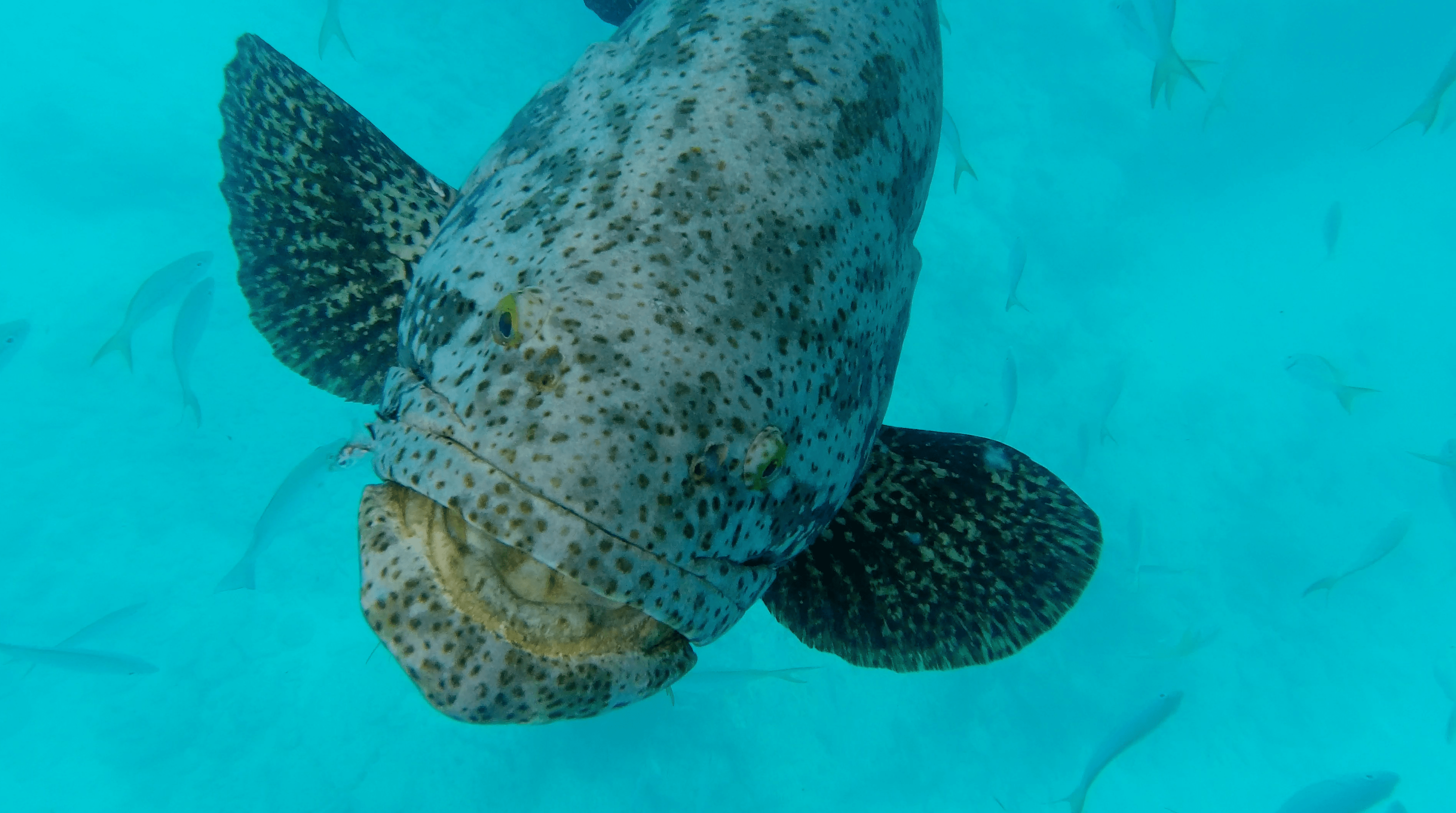 3 Hour Private Looe Key Snorkeling Tour