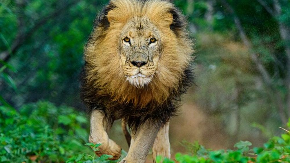 Lion & Wildlife Sanctuary Excursion Victoria Falls