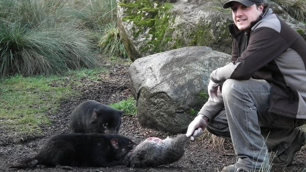 After Dark Tasmanian Devil Feeding Tour at Cradle Mountain