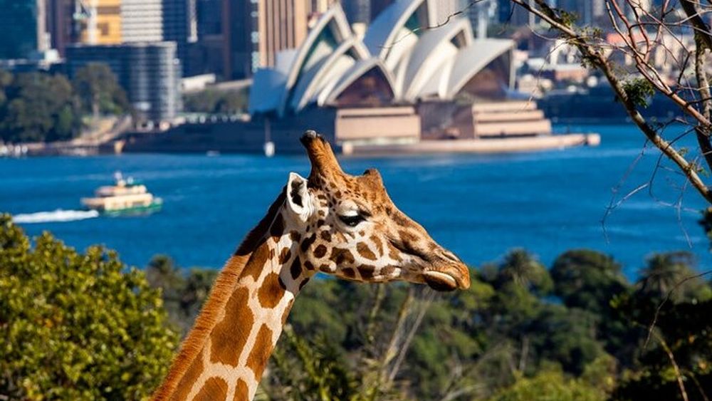 Sydney Taronga Zoo General Entry Ticket