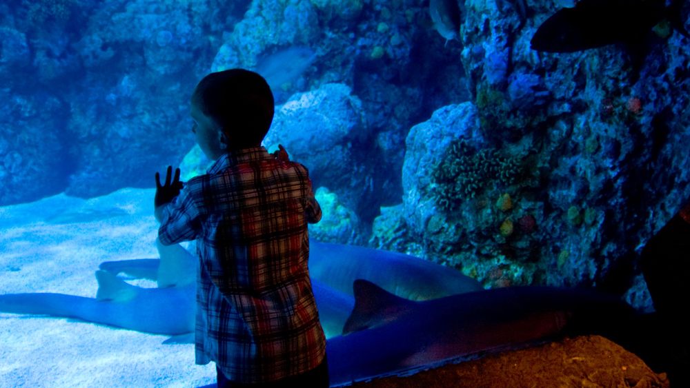 Downtown Aquarium Houston: Entry Ticket