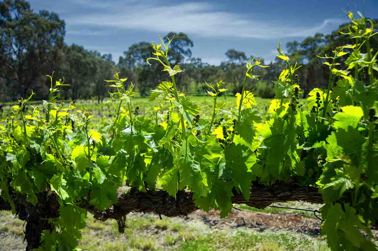 Fruit of the Vine - Barossa Valley