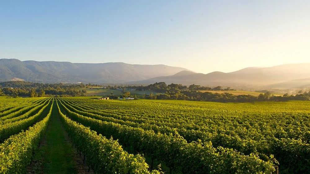 Laid back,Small-Group Yarra Valley Wine Tour :Wine,Gin,Cider+more