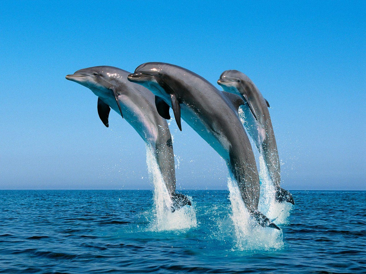Dolphin Encounter Tour at Dolphin Cove Ocho Rios from Negril
