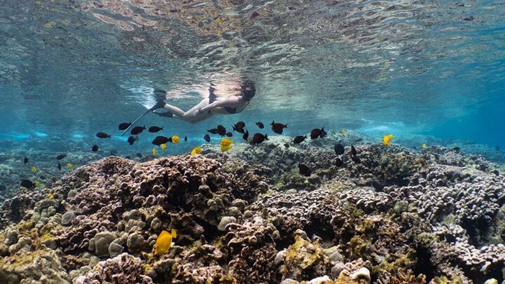 Pawai Bay Reef Snorkel Afternoon Tour