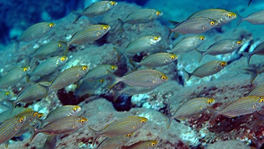 Isola Bella Taormina Diving with PADI 5 Star CDC Dive Center