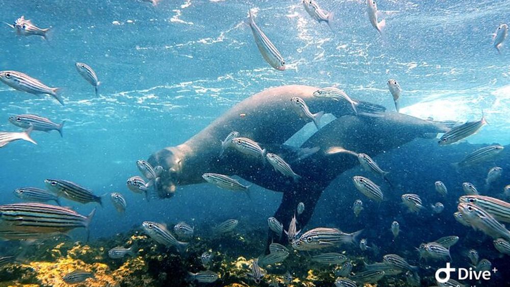 Full day Snorkeling Tour Santa Fe Island and Playa Escondida
