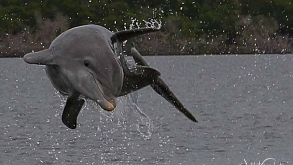 Ten Thousand Islands Small-Group Boat Tour From Marco Island