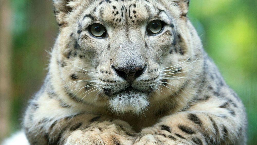 Central Park Zoo: Total Experience