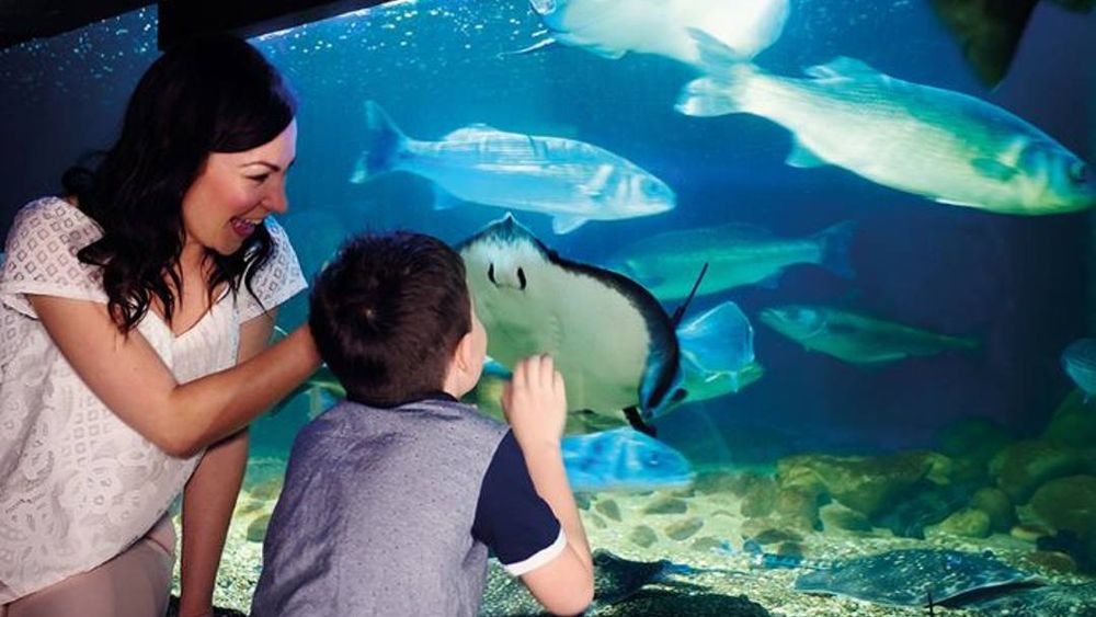 SEA LIFE London Aquarium