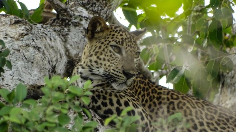 Kumana National Park Full-Day Jeep Safari