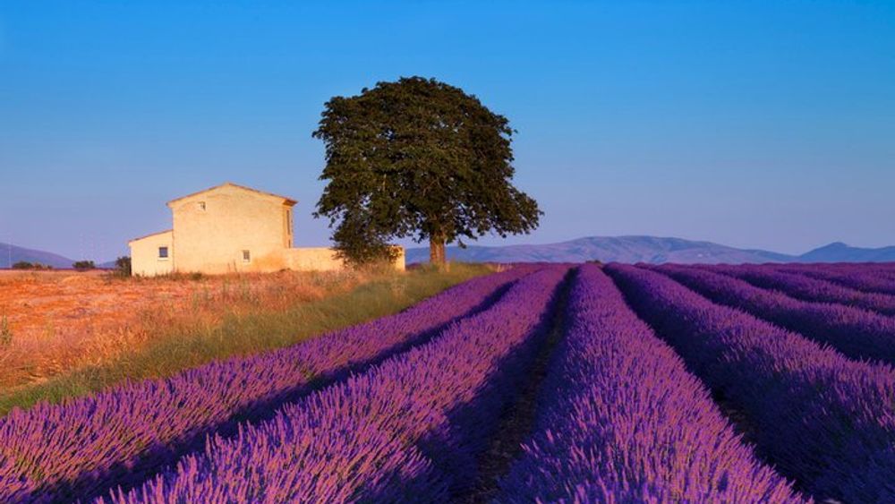 Provence Lavender Fields Tour from Aix-en-Provence