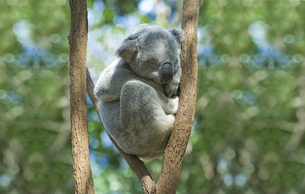 Lone Pine Koala Sanctuary Admission and Brisbane River Cruise