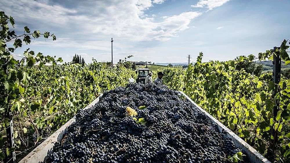 Chianti Montefioralle, Greve with Winetasting from Florence