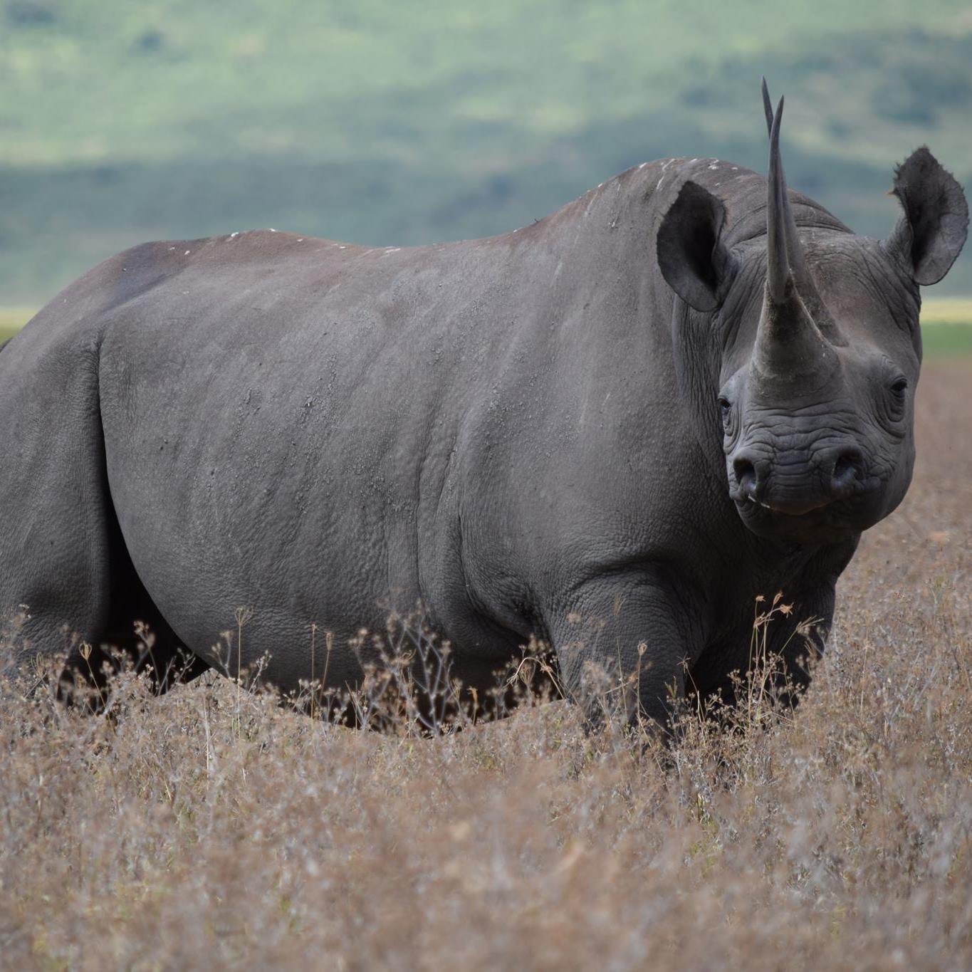 6-Day The Serengeti Trail & Tarangire Vervet Safari