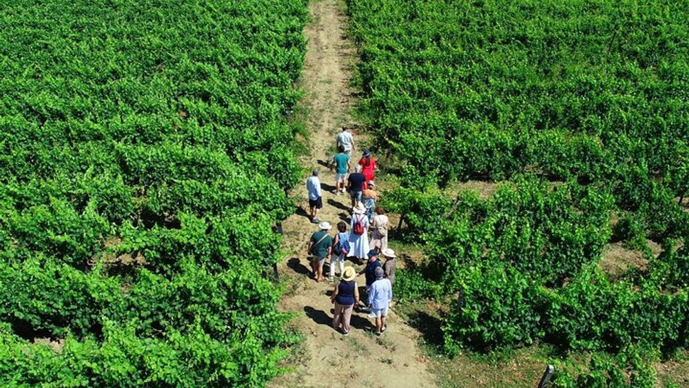 Douro Valley 3 Wine Experiences with Traditional Lunch and Optional Boat Cruise