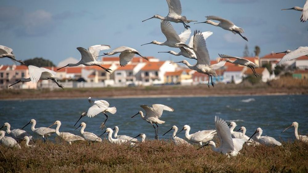 Birdwatching Boat Tour so close to Lisbon