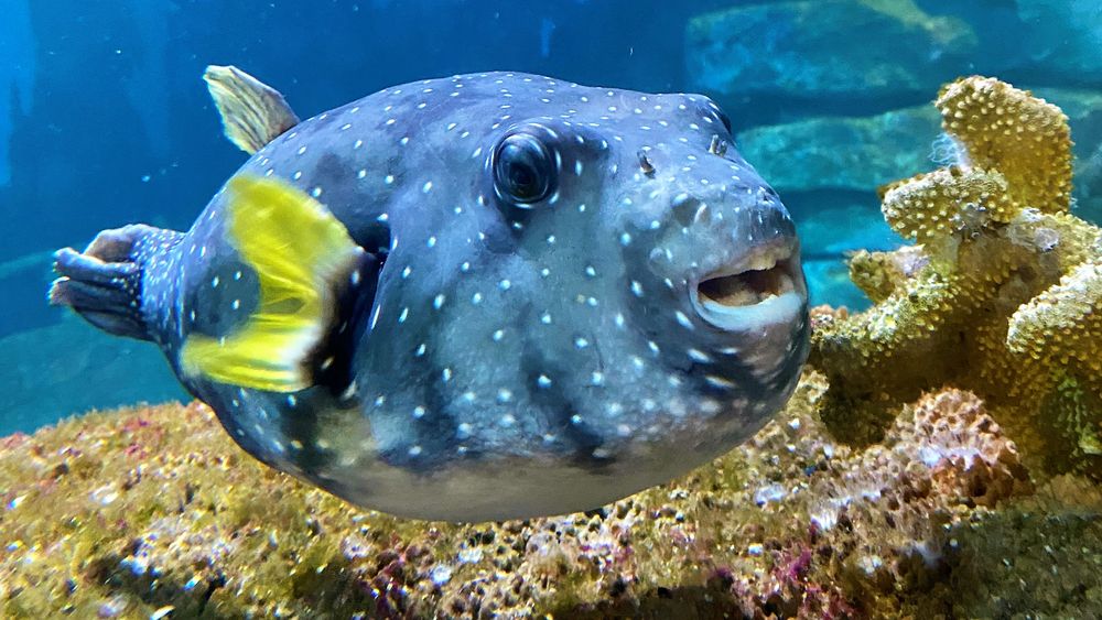 Amnéville Aquarium: Fast Track Ticket