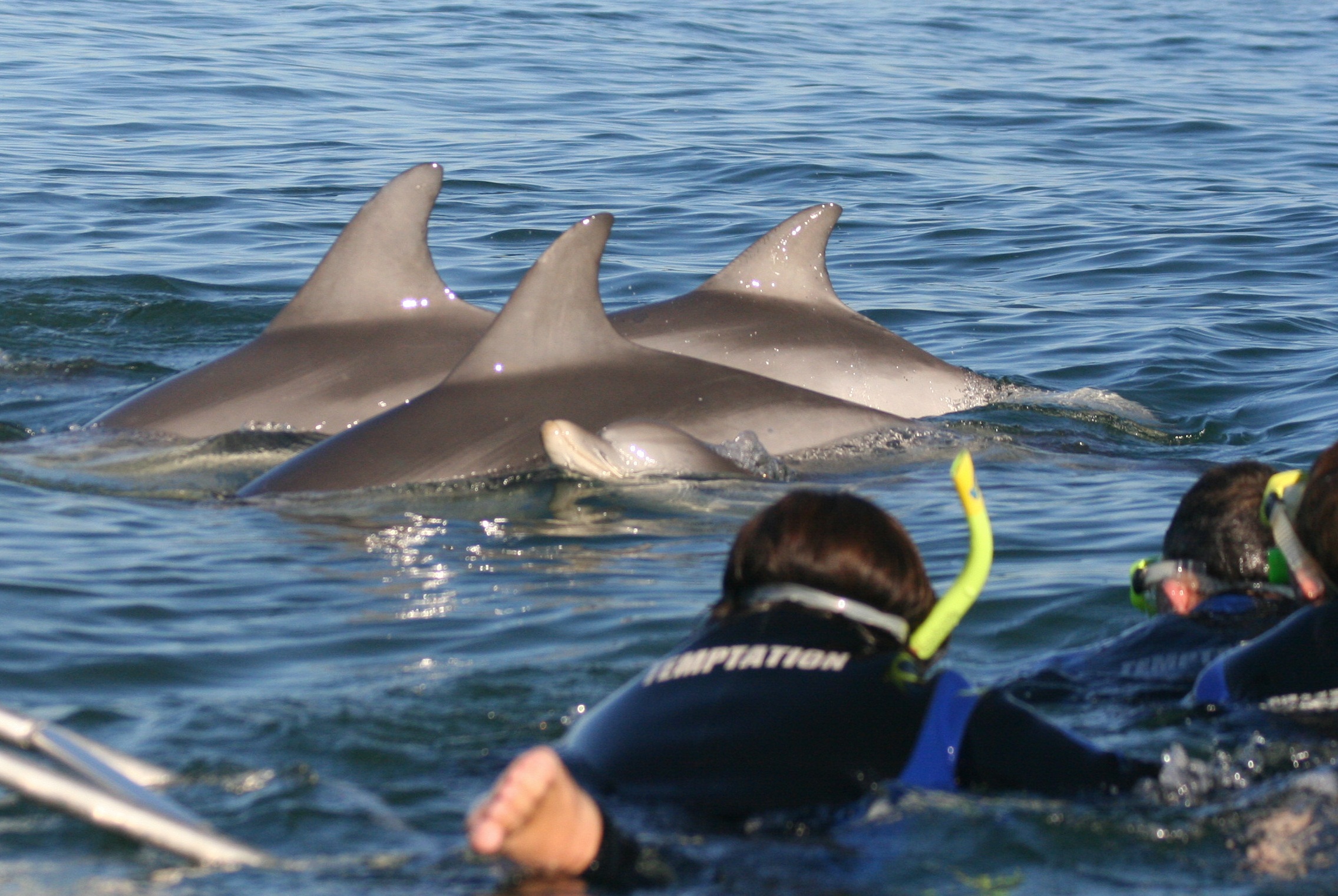 Wild Dolphin Swim and Cruise