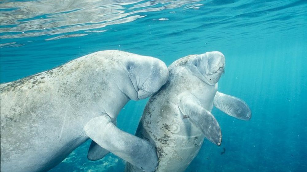 Crystal River Manatee Swim or Boat Ride from Orlando