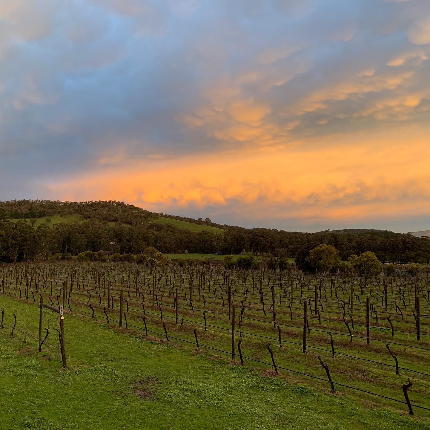 Igloo Experience - Steels Gate Winery