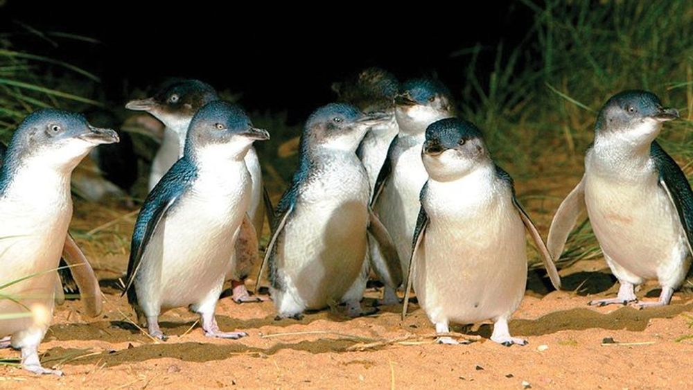 Phillip Island Full-Day Wildlife Tour with Penguin Parade