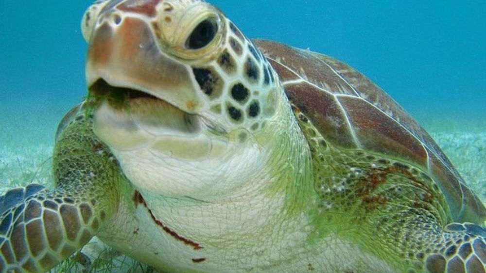 Cancun: Small-Group Tour to Tulum Ruins and Akumal