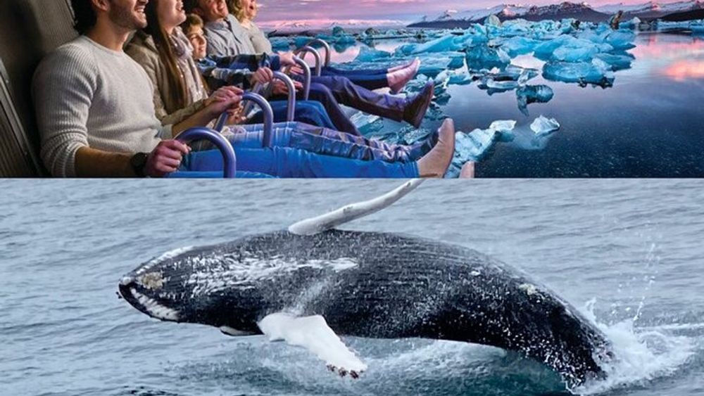 Whale Watching And Fly Over Iceland Guided Tour