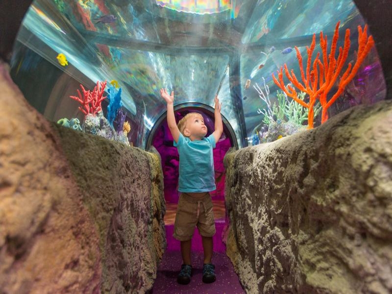 Sea Life Orlando Admission