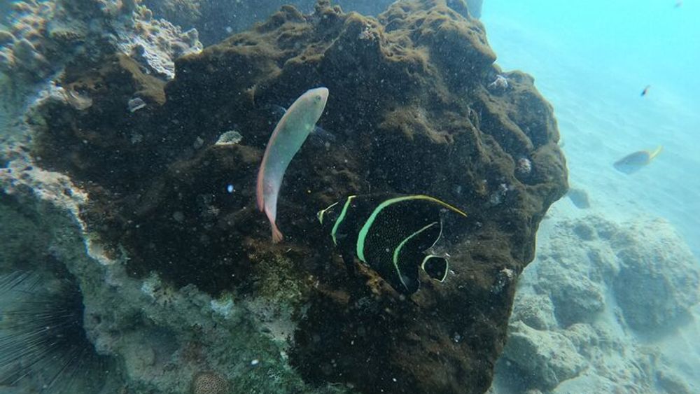 Small Group Snorkeling Guided Tour from San Juan in Puerto Rico