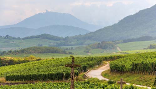 ALSACE WINE TOUR FULL DAY SHARED FROM COLMAR