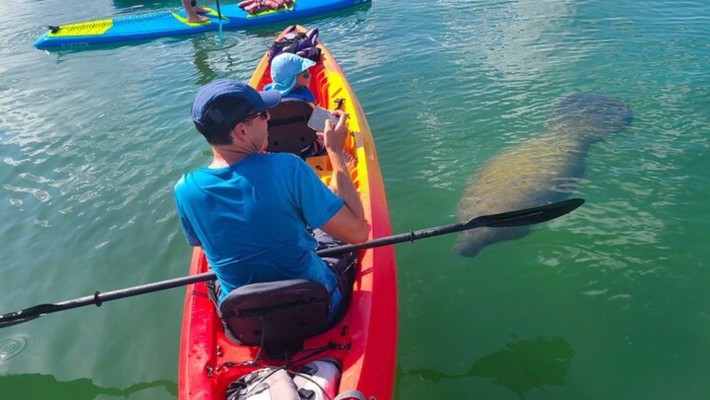 Sarasota: Lido Mangrove Tunnels Kayaking Tour