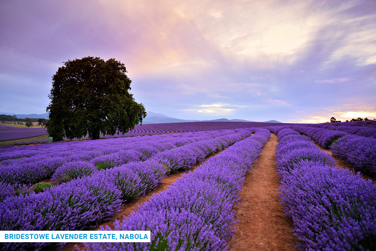 10 Night/11 Day Explorer - Self Drive Holiday with TasVillas Group (Self Contained)
