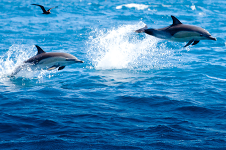 Bay of Plenty Half Day Dolphin and Wildlife Cruise