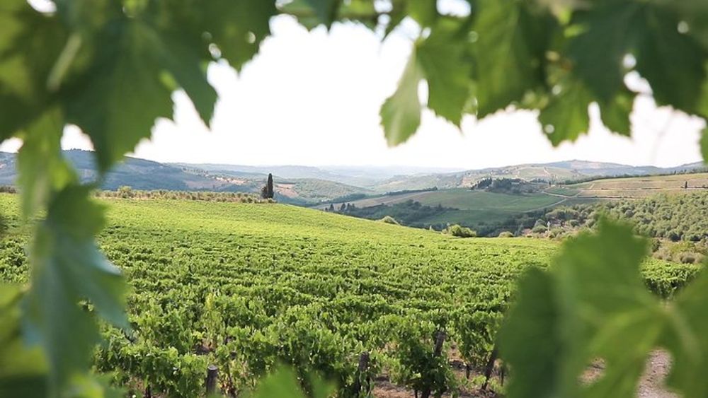 Chianti Wine Tour from Florence