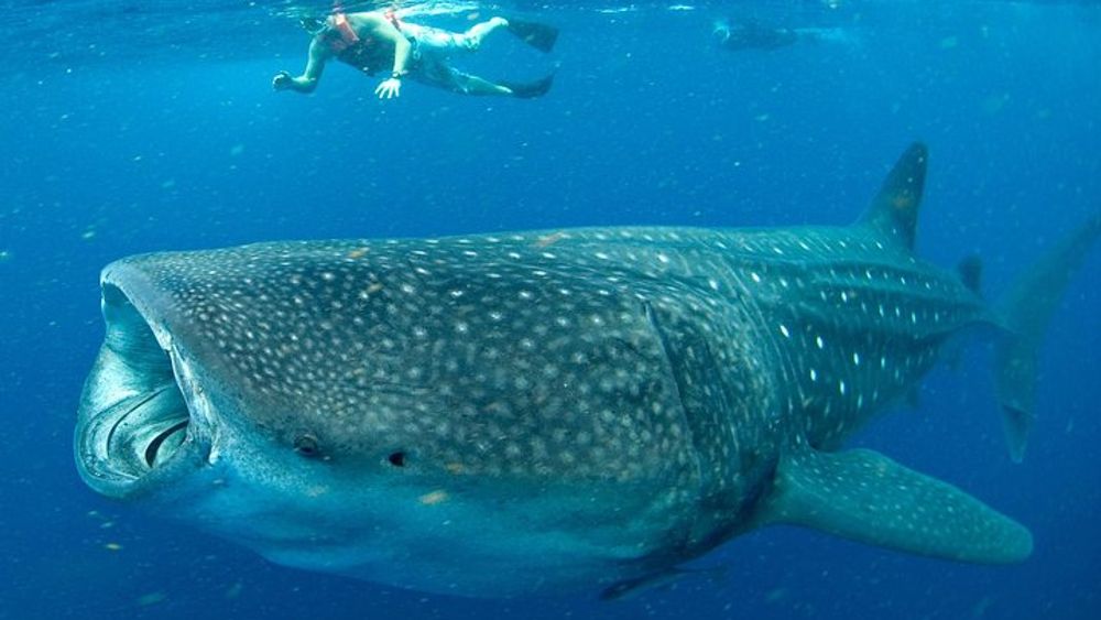 Cancun Swim with Whale Sharks Small-Group Snorkeling Tour