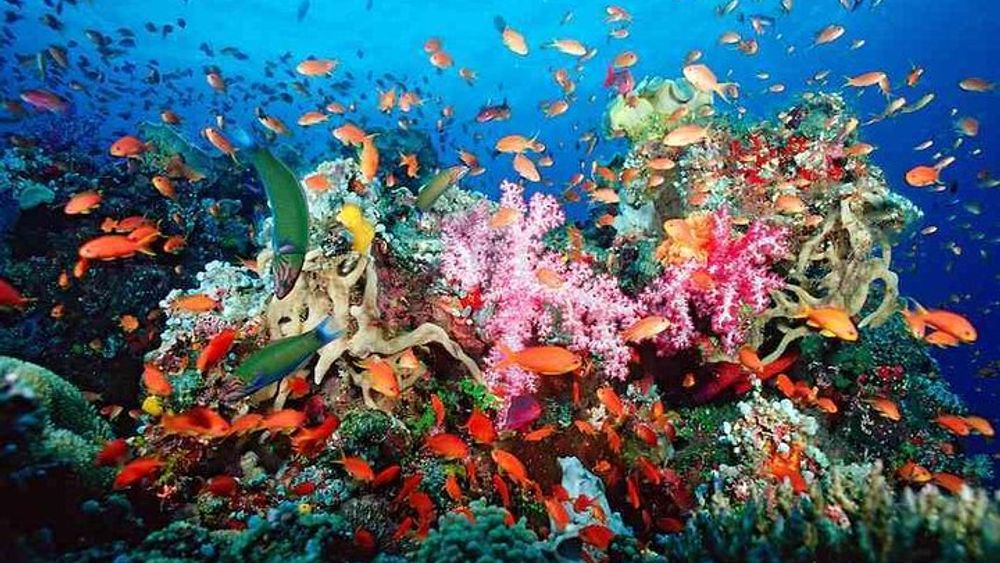 Puerto Morelos Snorkeling Trip with Lunch, Water and Transfers