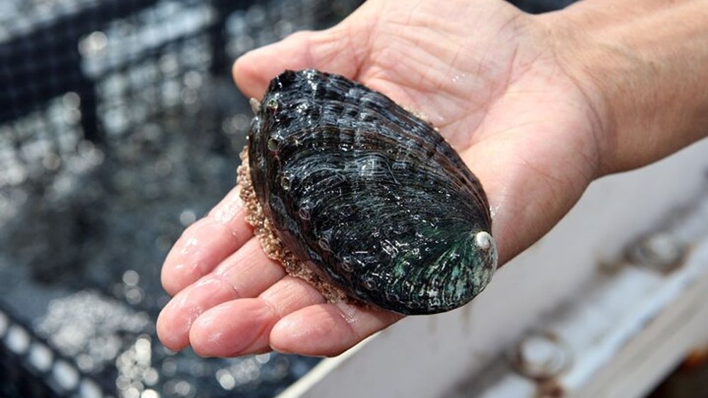 Kailua-Kona Abalone Farm Tour