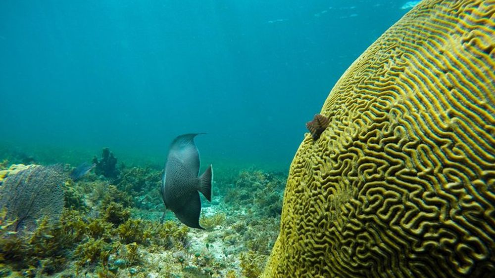 Cancun Turtles, Reef, Statues, Shipwreck: Snorkeling Day Tour