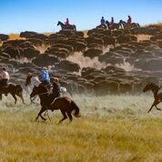 Black Hills Tour with Buffalo Round Up