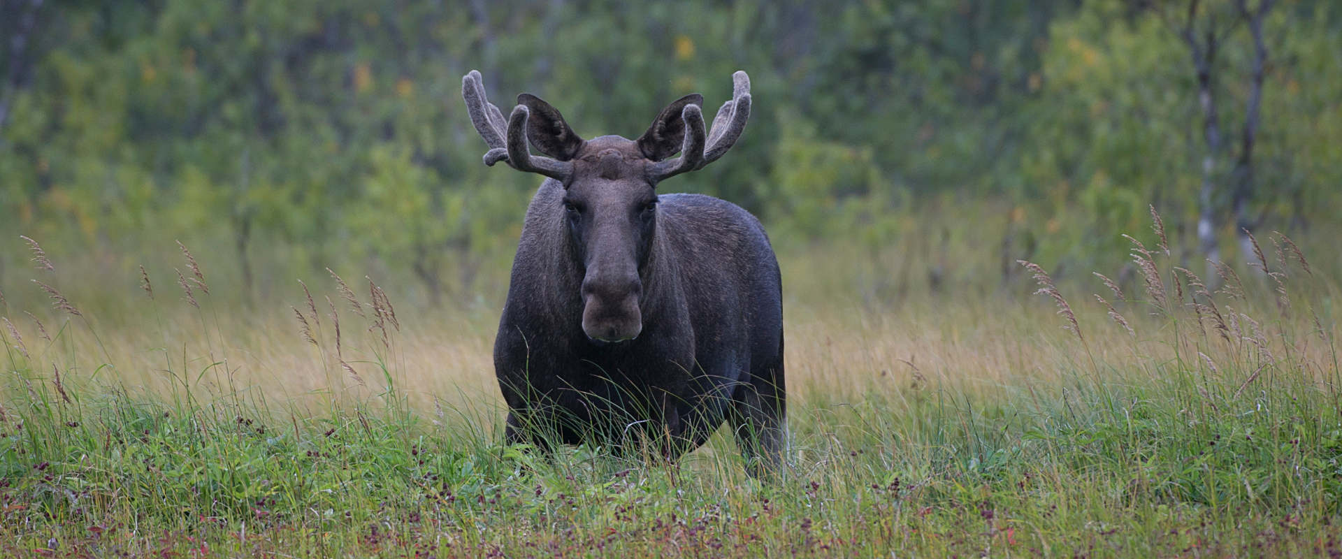 Day Trip - Moose Safari in Bod, Northern Norway
