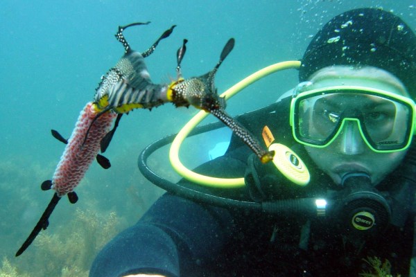Guided Scuba Dive - Certified Divers