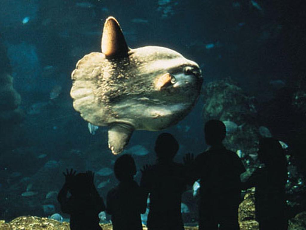 Barcelona Aquarium