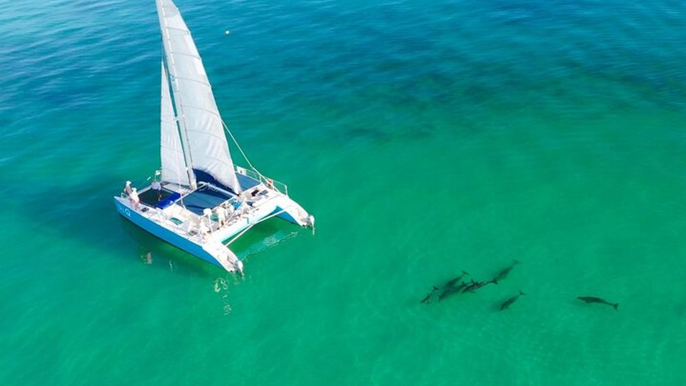 Sail, Snorkel, Kayak, Dolphins, and Lunch with Honest Eco